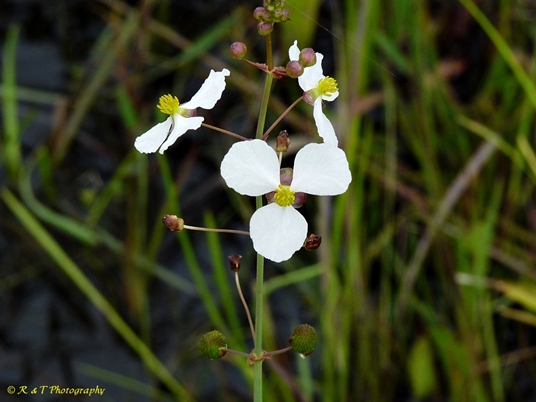 {Sagittaria graminea}